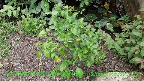 Cây thuốc nam đặc trị đường ruột cực hay. T13