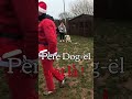 Un invité spécial pour notre école du chiot #chien #chiot #educationcanine #shorts