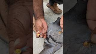 This is pigeon pox #pox This is pigeon pox #pox