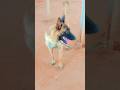 viral dog 🐕#shorts #viral #trending #youtubeshorts #dog #doggielife #doglife #dogs #dogshorts #yt
