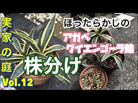アガベ グイエンゴーラ錦 成長したので株分けして植え替えた【実家の庭