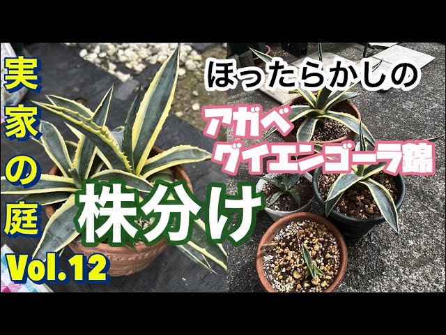アガベ グイエンゴーラ錦 成長したので株分けして植え替えた【実家の庭