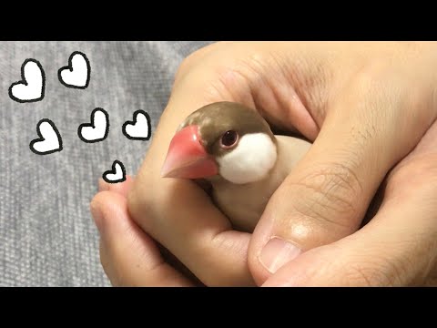 誰とでも仲良くできる文鳥こむぎ　癒し動物　面白い動物　Java sparrow