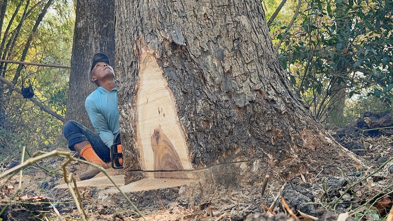 Badly broke !! Cut down 3 trembesi trees, Stihl ms881 chainsaw. - YouTube