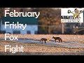 Frisky Fox Fighting, Captured with Nikon Z9