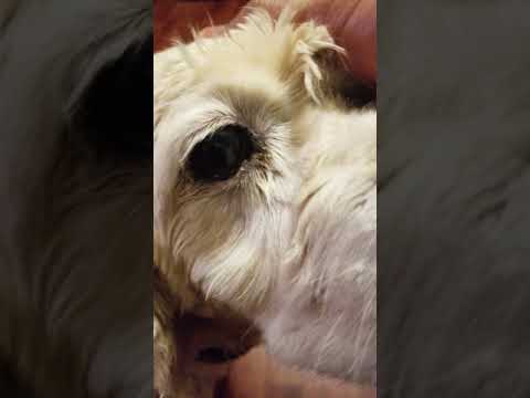 วีดีโอ: 5 ประเภทของ Dog Eye Discharge (และความหมาย)