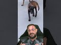 Pastor-belga-malinois não é pra qualquer um #biologohenrique #animais #raçasdecachorro #biologo