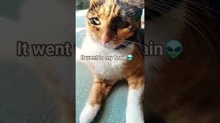 Washing face🔥 #trending #funny #ytshorts #trendingshorts #fyp #memes #cute #cat #catvideos #coconico