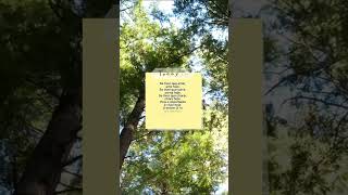 Mensagem De Chico Xavier Para A Vida