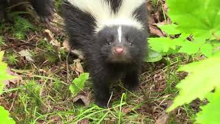 Baby Skunks