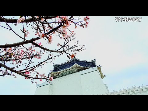 2024 Taiwan Cherry Blossom Attractions Sharing🌟Selected 4 Tours🌟2024台灣4個精選櫻花景點