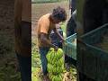 Banana 🍌harvesting cutting and packing super banana export #viral #bananafruit#agriculture #fruit ￼