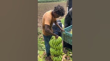 Banana 🍌harvesting cutting and packing super banana export #viral #bananafruit#agriculture #fruit ￼