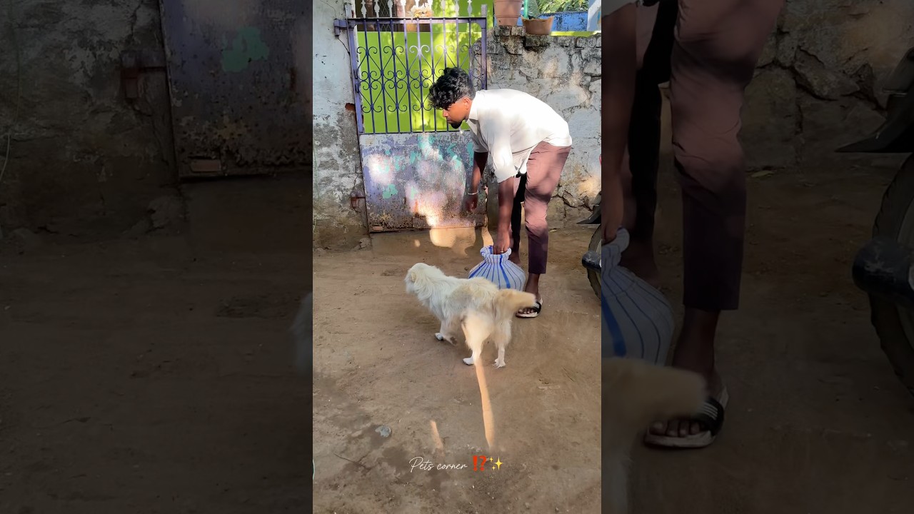 💦அடிக்ர வெயிலுக்கு மண்பானை தண்ணீர் குடிக்க வேண்டும்⛔‼️#petscorner #petshorts #pets #petsvloging