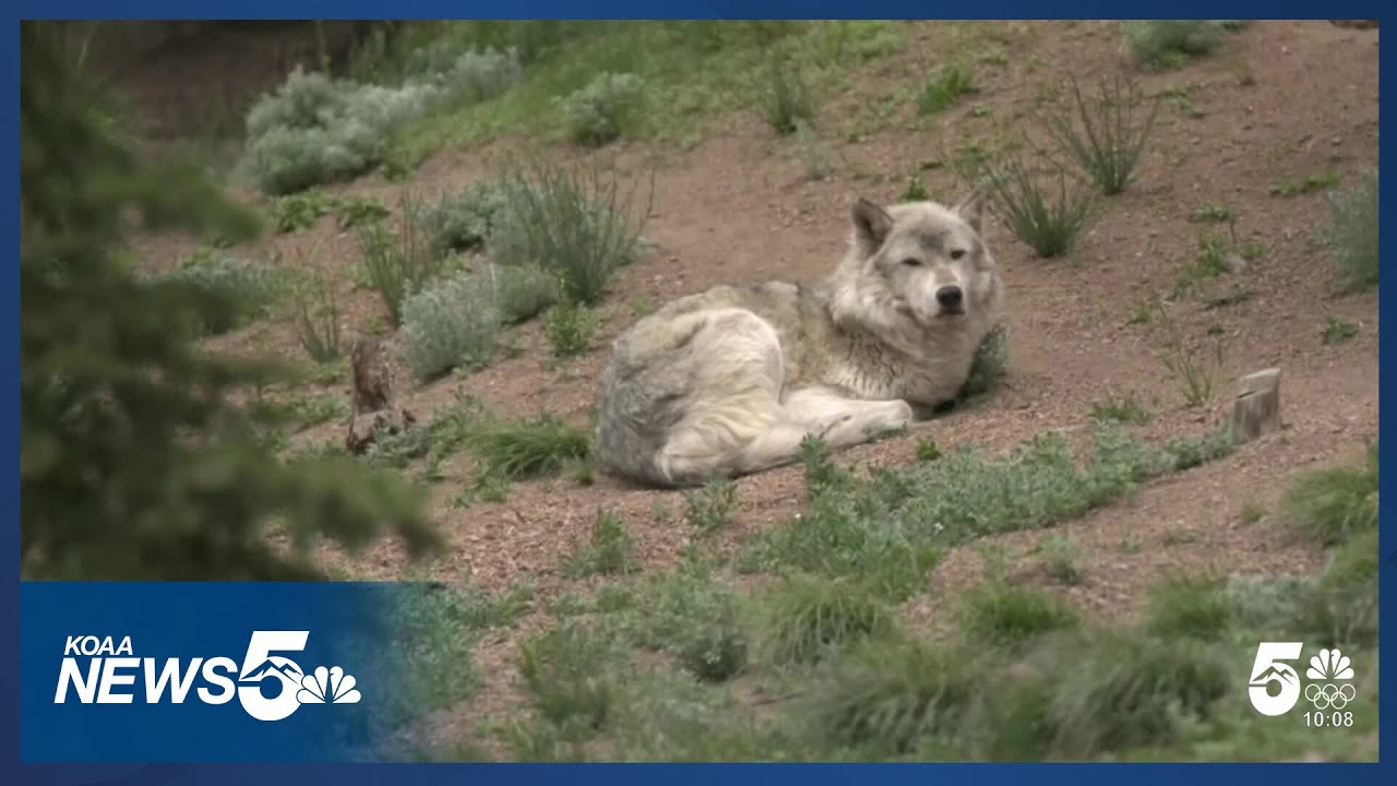 Rep. Crank responds to bill that would remove gray wolves from endangered list