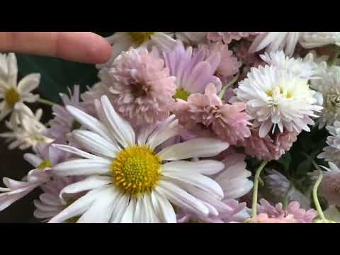 Огляд хризантем в моєму букеті Продаю кущики
