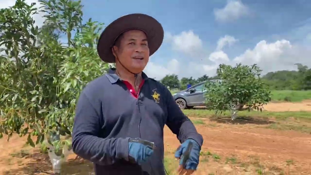 เยี่ยมแปลงอะโวคาโด้ สวนเทพนา ศพก.เครือข่ายอำเภอเทพสถิต จังหวัดชัยภูมิ