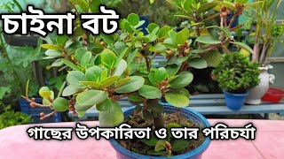 চইন বট গছর পরচরয ও উপকরত How To Grow Ficus Microcarpa