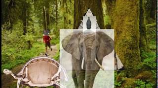 Into the Trees![The Torus Fractal]