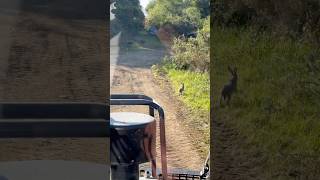 POV: A Hare Appears in Front of the Buffalo 🐇🌲#forest #nature #rabbits