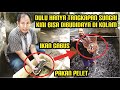 LANGKA!! Budidaya Ribuan Ikan Gabus Di Kolam Dengan Pakan Pelet | Budidaya Ikan Gabus Part 1