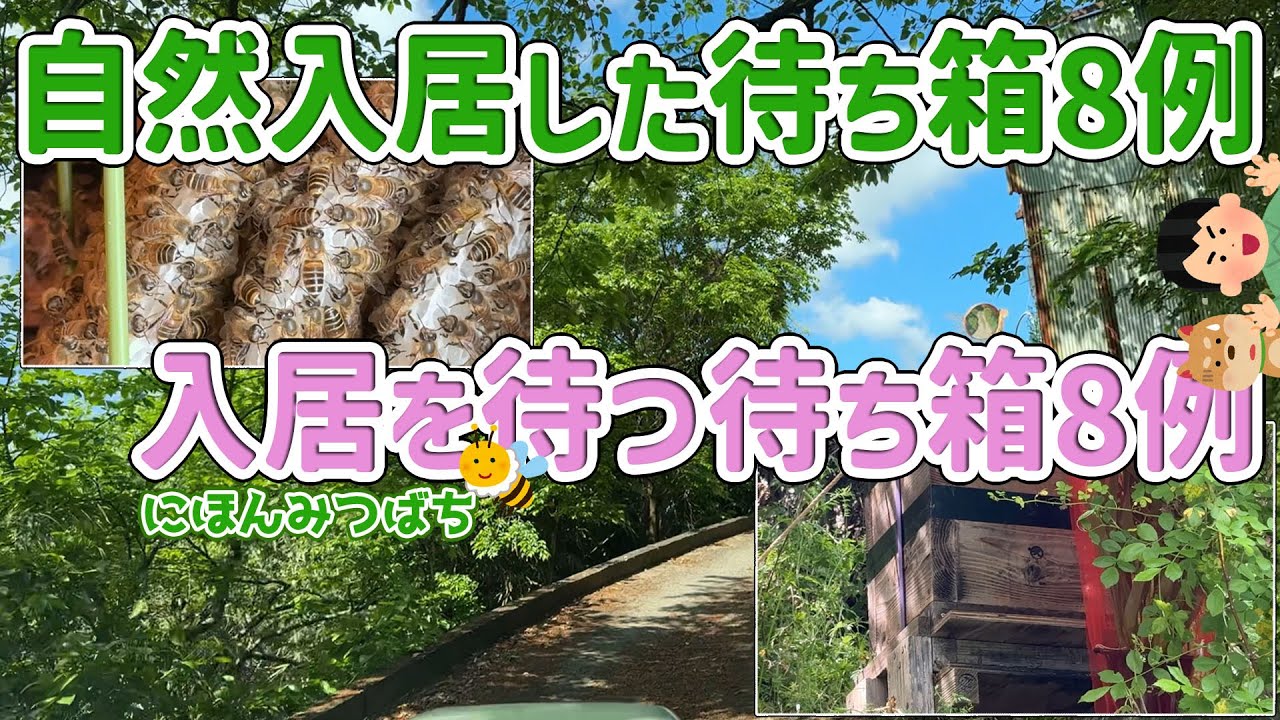二ホンミツバチが入居した待ち箱8つ！入居をまつ待ち箱8つ！和歌山県紀の川市