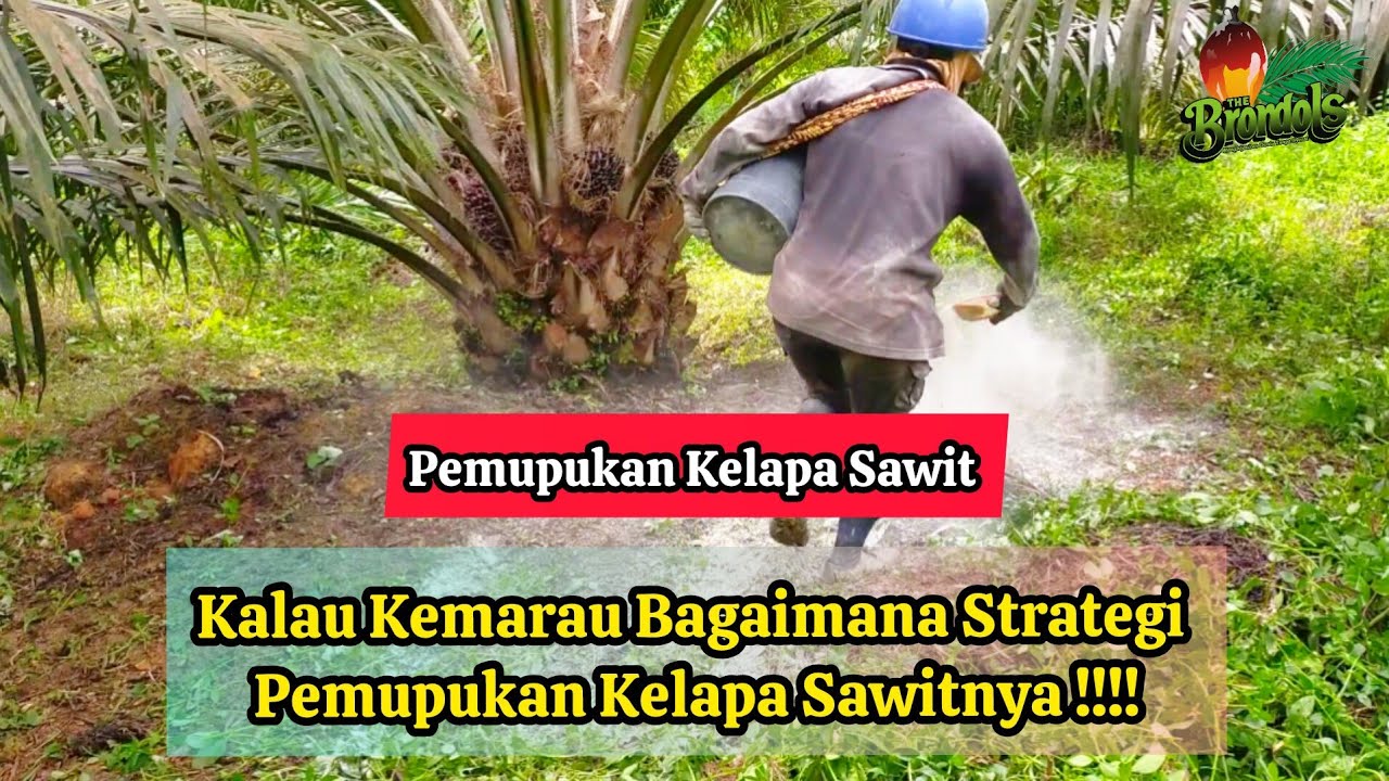 Kalau Kemarau Bagaimana Strategi Pemupukan Kelapa Sawitnya !!!!