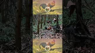 Dib qaib qus tuaj zoo #garung #birds #hmoobtxojkevuaneej