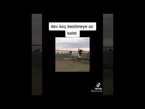 Koç videoları