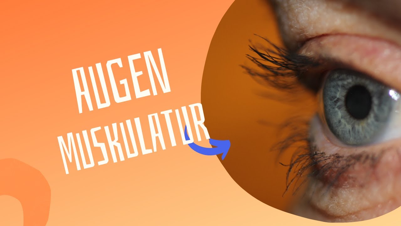 Augenmuskulatur