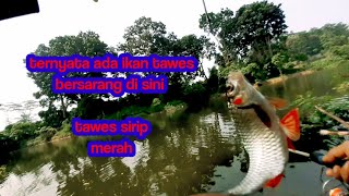 ○ MANCING LIAR TANGERANG||RAWA INI TERNYATA MENYIMPAN IKAN TAWES SIRIP MERAH.