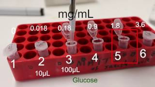 Glucose Assay demonstration using o-danisidine Enzyme Assay