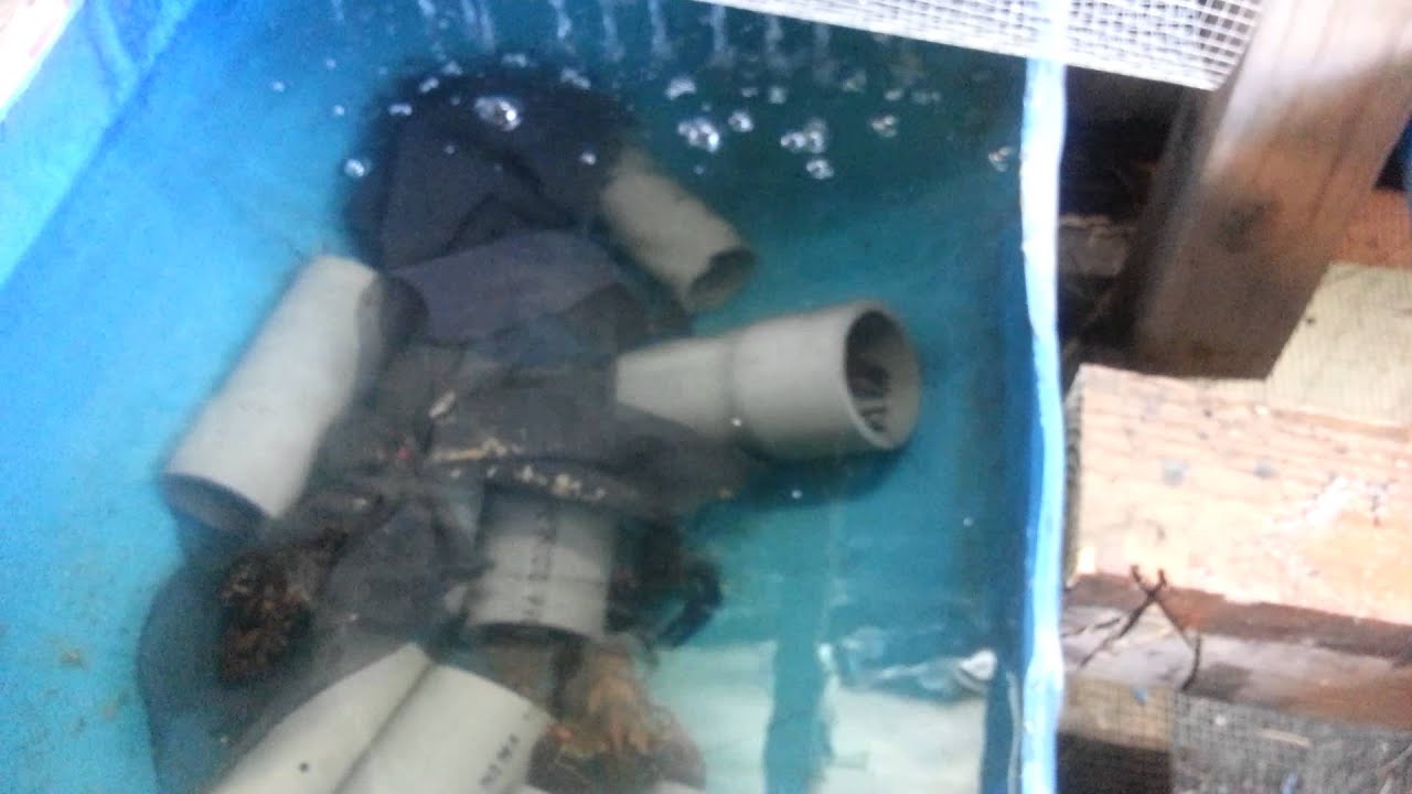 Crawfish farming