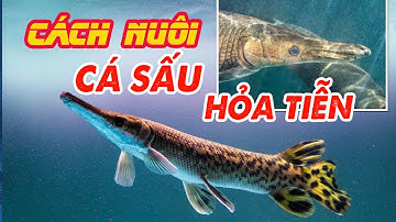 Gar fish - Cách nuôi Cá sấu Hỏa Tiễn: Cách trị bệnh nấm trắng, đục mắt, sình bụng, bỏ ăn #garfish