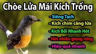 Chích chòe lửa mái hót kích trống - Pancingan murai batu betina menanggil jantan #98