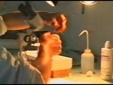 Заводите, Люди Пчел!