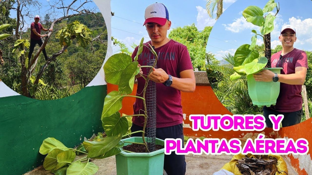 Así se hace un tutor en tu jardín para PLANTAS AÉREAS, este POTUS quedó increíble  |AP