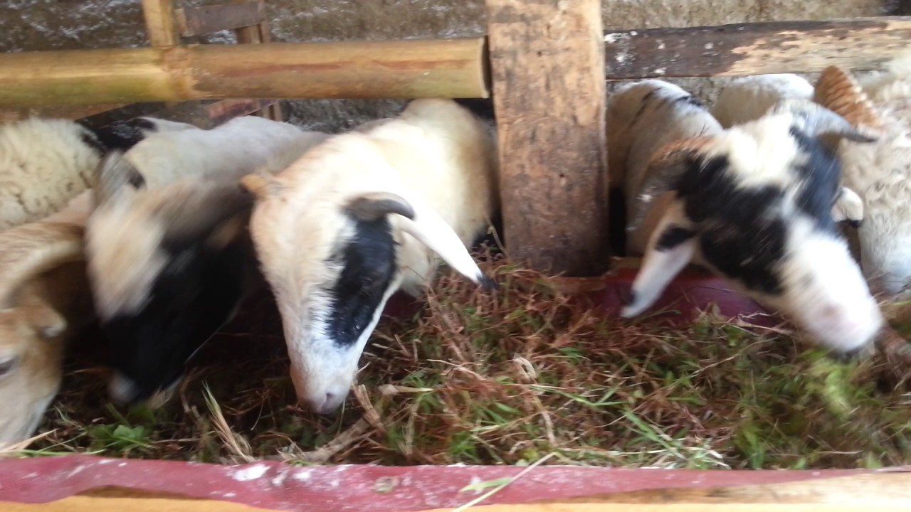 cara budidaya kambing modern 