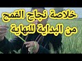 القمح من البداية للنهاية وأهم الرشات للحصول علي أعلي إنتاج للفدان