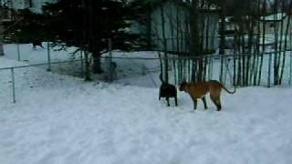 Dogplay 006.AVI