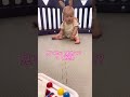 【生後7ヶ月】お座りできるようになりました【おっちんとん】