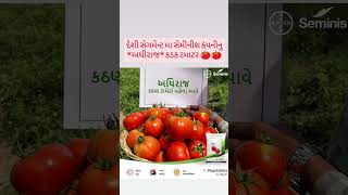 Seminis Vegetables by Bayer Adhiraaj tomato 🍅🍅🍅