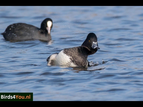 Ringsnaveleend Appingedam 12 februari 2017 Birds4You.nl