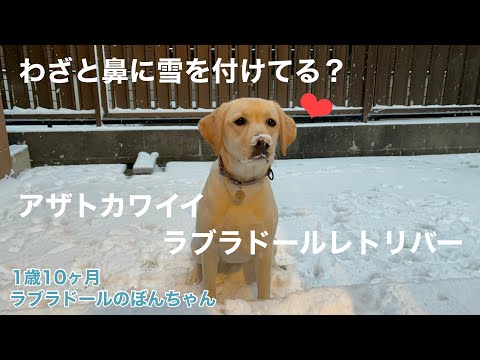 ラブラドール#88】可愛いって言ってもらうためにわざと鼻に雪を