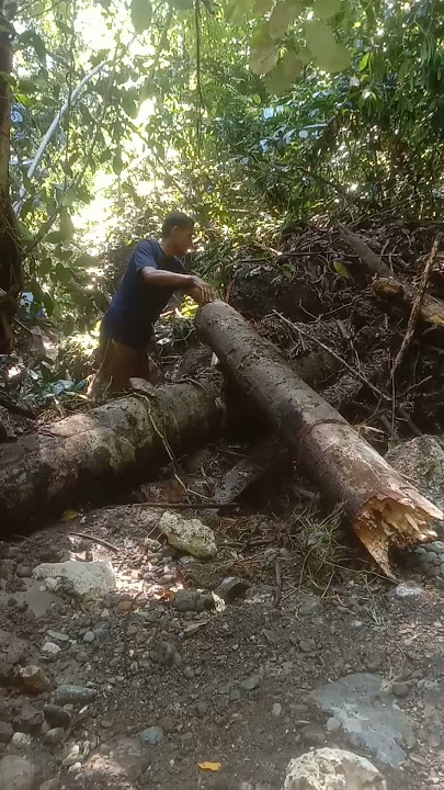 PERJUANGGAN PETANI💪😭#Moh Rafly Lahay#shortvideo #shorts #petani