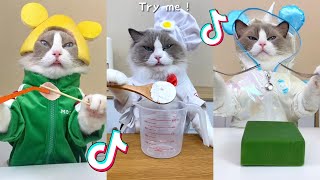 That Little Puff | Cats Make Food 😻 | Kitty God & Others | TikTok 2024 #66