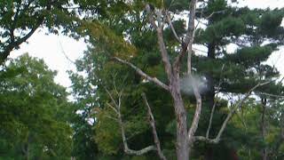 The Dead and Dying Trees at Mt Feake