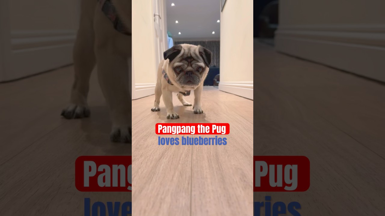 Pug Dog ❤️s BLUEBERRIES! 🫐 
