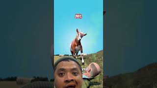 Buried In Manure And Saved By A Goat - source @zackdfilms