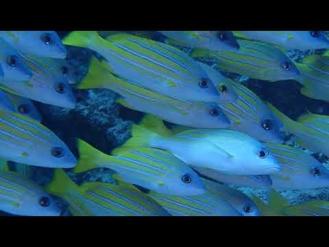 島人ぬ宝【高音質】三線と篠笛　スタジオ録音